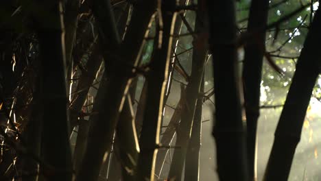 Mysteruslichter-Des-Morgens-Fielen-Durch-Den-Bambusdschungel