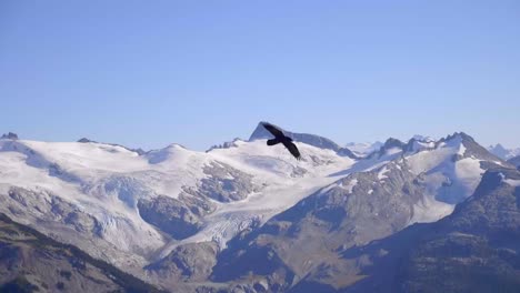águila-Negra-Volando-Sobre-Montañas-Y-Mares-En-Un-Hermoso-Día-Soleado