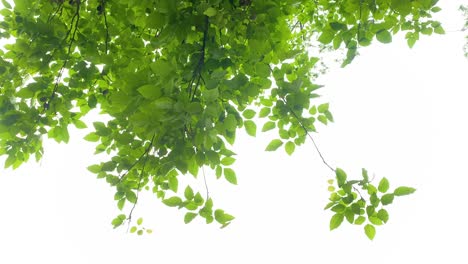 Looking-Up-At-Green-Leaves-On-Branches-Gently-Moving-In-Wind