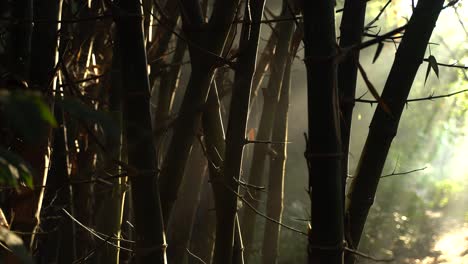 Morning-Mysteries-Lights-fell-through-the-jungle-of-the-bamboo