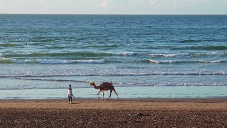 Kamel-Und-Pferde-In-Ain-Diab-Beach-In-Casablanca-Marokko