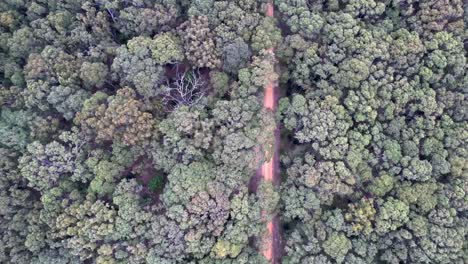 Red-car-driving-on-dirt-road-through-dense-green-forest-aerial,-Australia