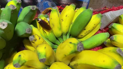 Kakerlake-Gesehen,-Wie-Sie-In-Dhaka,-Bangladesch,-über-Einen-Haufen-Kardamom-Bananen-Läuft