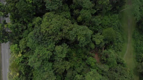 4K-Drohne-Überführung-Des-Grünen-Waldkorridors
