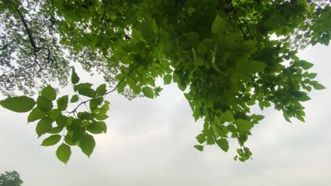 Looking-Up-At-Green-Leaves-On-Branches-Swaying-In-Wind