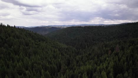 Aerial-of-big-pine-tree-forest-landscape-on-Marisel-mountain-valley