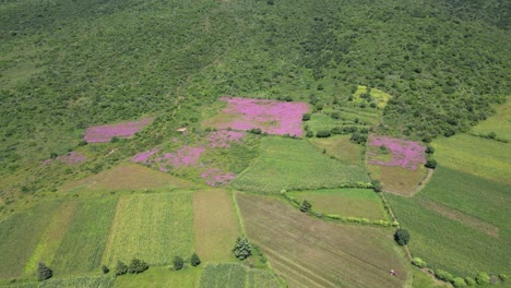 Field-of-colorful-crops-with-drone