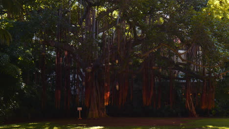 Aerial-Roots-of-Banyan-Tree-Hanging-Beneath-Traditional-Lights-and-Spreading-Canopy,-Hawaii,-Wide
