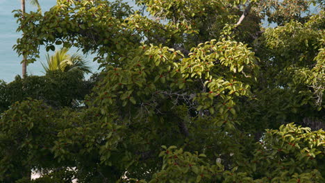 Weiße-Taubenvögel,-Die-Auf-Banyan-baumkronen-Mit-Deutlichen-Roten-Beeren,-Hawaii,-Hocken,-Kippen-Nach-Oben