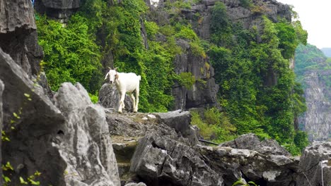 Cabra-Montés-Caminando-Sobre-Escalones-De-Piedra-Caliza-En-Vietnam
