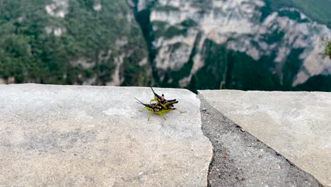 shot-of-crickets-mating-with-the-bottom-of-the-sumidero-canyon