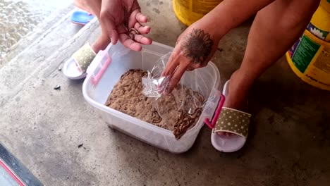 pet-shop-seller-counting-super-worms