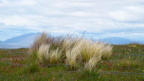 Tussock-grass-waving-in-strong-wind-and-a-fallen-over-fence-on-a-green-meadow