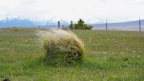 Tussock-grass-waving-in-wind-on-green-pasture-in-New-Zealand