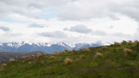 Tussock-grass-on-lush,-green-slope-in-front-of-majestic-snow-capped-mountain-scenery