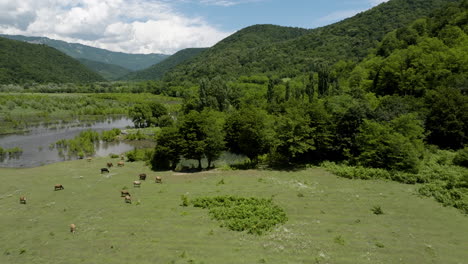 Rebaño-De-Vacas-Pastando-En-Llanuras-Aluviales-En-El-Valle-Del-Lago-Del-Embalse-De-Tkibuli