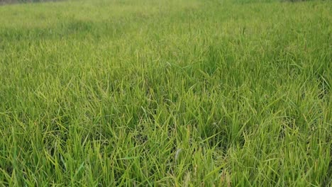 High-angle-zoom-in-shot-of-paddy-field-grass,-India