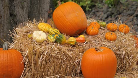 Pile-of-small-and-large-orange-pumpkins-on-haybales-midday-next-to-trees-close-up