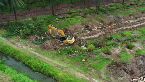 Aerial-above-view-of-a-digger-excavator-chopping-down-the-palm-tree-trunk-with-birds-foraging-on-the-side,-deforestation-for-palm-oil-plantation,-environmental-concerns-concept-shot