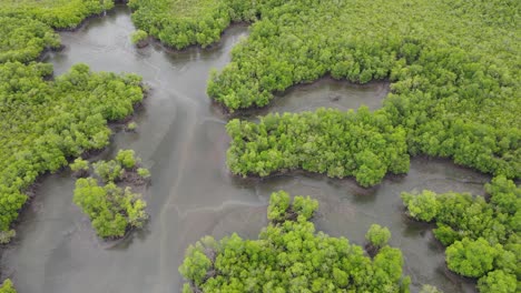 Mangroves-forest-at-Pacific-Ocean-coastline-of-Honduras-aerial