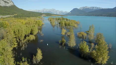 Aerial-of-kayaker-paddling-past-trees-on-Abraham-Lake,-Alberta,-Canada