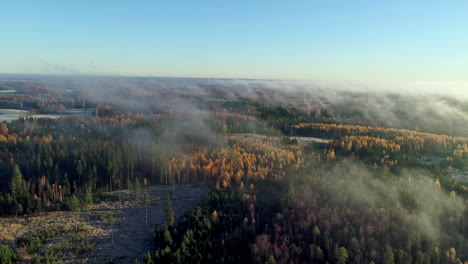 Luftdrohnenaufnahme-Des-Waldes-Mit-Orangefarbenen-Blättern-In-Der-Herbstsaison