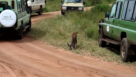 Tracking-shot-of-a-leopard-walking-in-between-a-safari-convoy