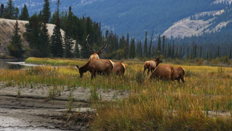 Herd-Of-Elk-Grazing-In-The-Meadow-During-Autumn-Season-In-Alberta,-Canada