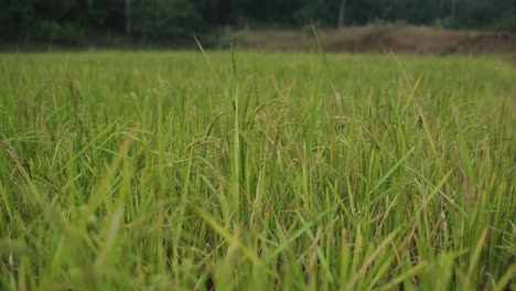 Low-POV-static-shot-of-paddy-field-grass,-India