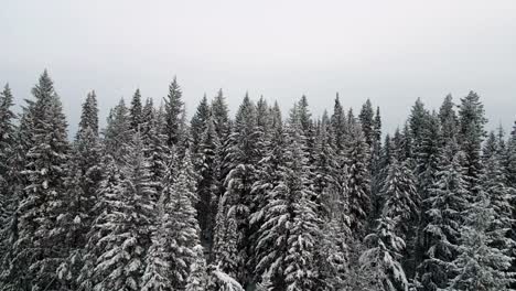 Verschneite-Tannen-In-British-Columbia-Im-Winter:-Nahaufnahme-Mit-Zoom-Kranrückzug