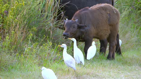 Buffalo-and-calf-grazing-through-the-grass-with-Egret-birds-walking-around-the-herd