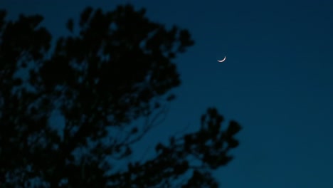 Crescent-moon-small-in-dark-night-sky-with-silhouetted-trees-in-nature