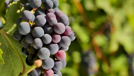 A-beautiful-dark-cluster-of-grapes-growing-under-the-sun-in-a-countryside-vineyard