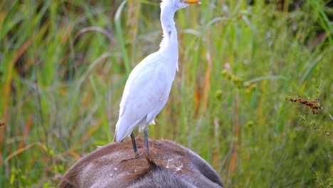 Egret-on-back-of-a-buffalo-flying-away-in-the-african-grasslands