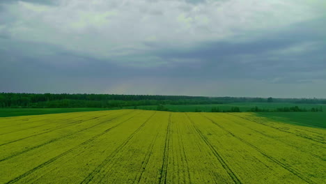 Aerial-Dolly-Over-Rapeseed-Field-Over-Grey-Overcast-Day