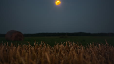 Harvest-Moon-Rising-Over-Wheat-Field-During-Autumn-Equinox
