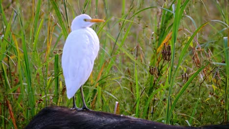 Tracking-shot-of-a-white-egret-standing-on-the-back-of-a-buffalo-in-the-wild