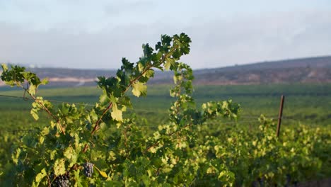 Growing-vines-in-a-vineyard,-slowly-moving-under-a-gentle-wind-at-sunset