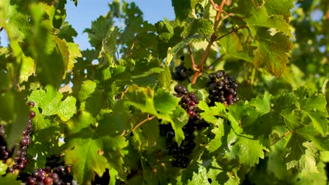 Many-beautiful-clusters-of-dark-grapes-growing-under-the-sun-in-a-countryside-vineyard
