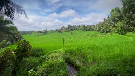Reisterrasse-Und-Felder-Mit-Tropischen-Bäumen-An-Einem-Sonnigen-Tag-In-Indonesien