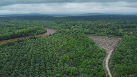 Drone-view-of-oil-palm-fields-and-river-in-Rompin-Pahang,-Malaysia