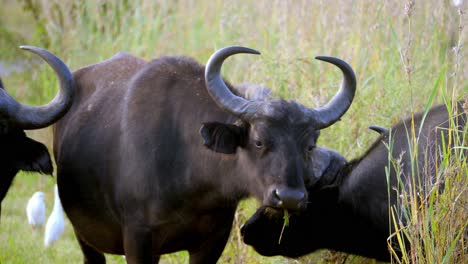 Büffel-Mit-Käferhörnern,-Die-Im-Hohen-Afrikanischen-Gras-Grasen,-Mit-Einigen-Weißen-Reihern-Im-Hintergrund