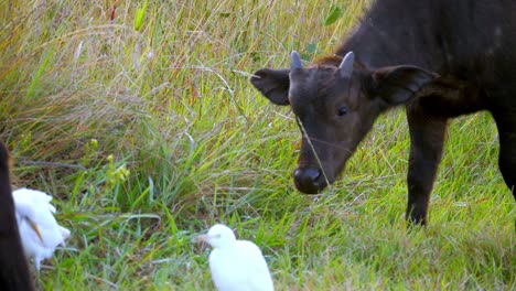 Small-Calf-Grazing-In-Green-Grass-Field-Chewing-And-Walking-Near-Great-Egret-Bird