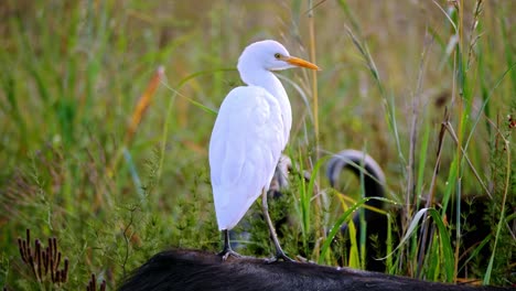 Distintivo-Pájaro-Blanco-De-Gran-Garceta-Parado-Sobre-Búfalo-De-Agua-En-La-Naturaleza-Salvaje