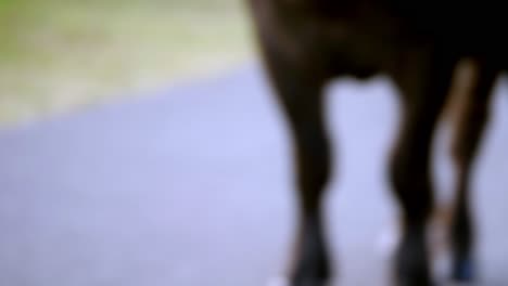 Macro-Shot-Of-Black-Water-Buffalo-Chewing-On-Street-In-Nature