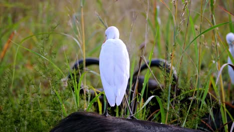 Unique-White-Great-Egret-Bird-Standing-On-Water-Buffalo-In-Wild-Nature