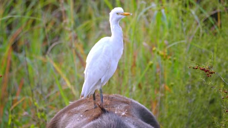 Static-shot-of-an-egret-standing-on-a-buffalo's-back-for-protection