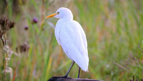 An-Egret-on-a-buffalo-his-back-in-the-african-bush
