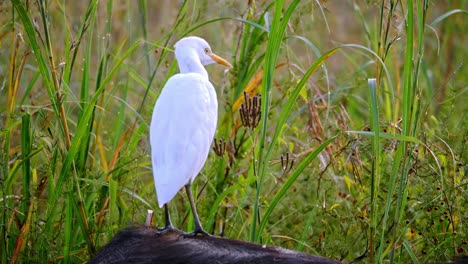 Egret-standing-on-top-of-an-african-buffalo's-back