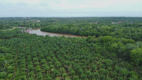 Drone-view-of-oil-palm-fields-and-river-in-Rompin-Pahang,-Malaysia
